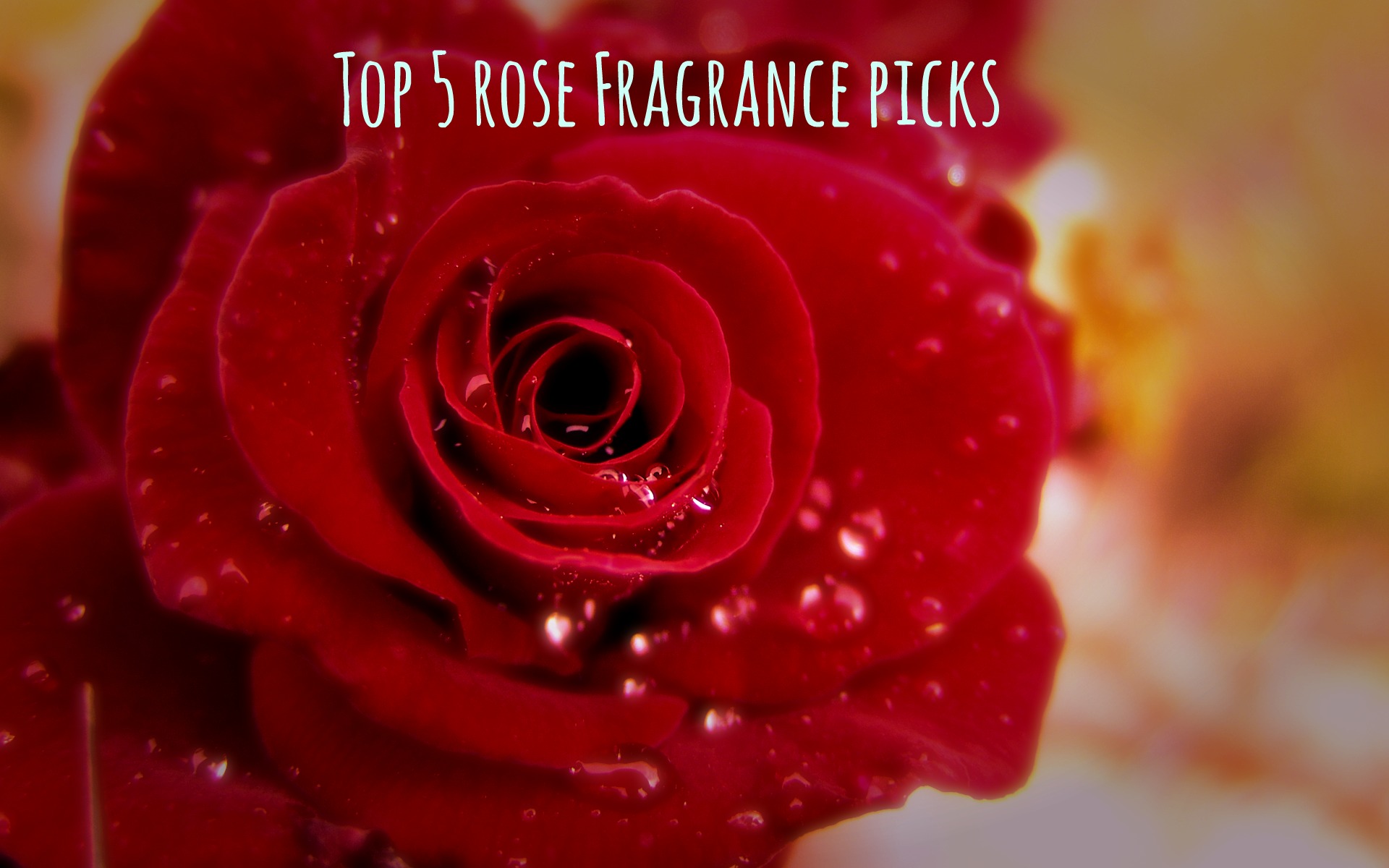 Top 5 Rose Fragrance Picks