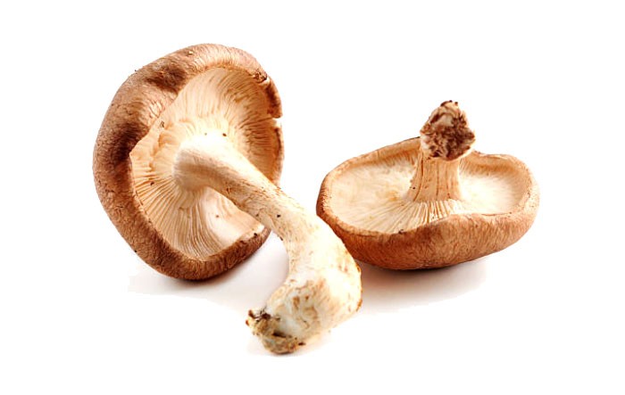 Nutritional Supplement Shiitake Mushrooms