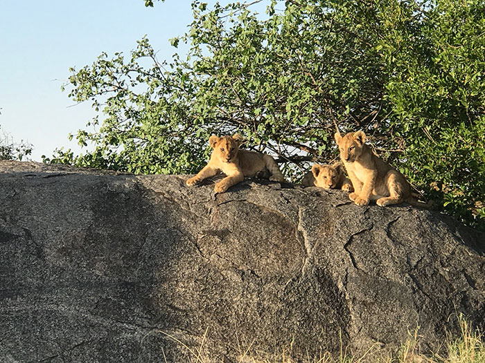 African safari zanzibar lion cubs