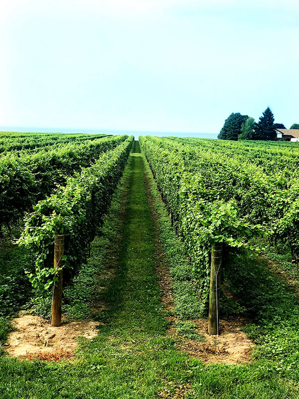 Niagara-on-the-Lake konzelmann vineyard