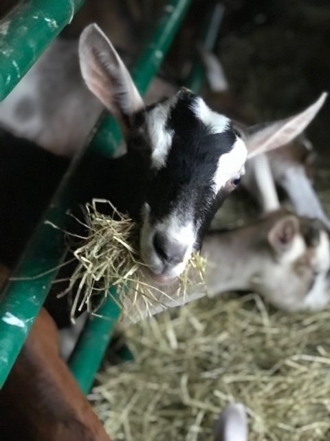 Beekman 1802 Farm Goats eating hay