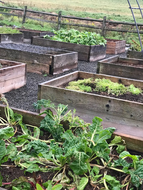 Beekman 1802 Lettuce growing in wooden boxes
