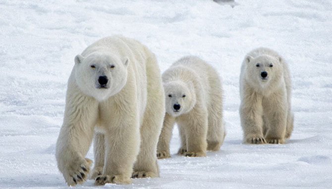 free resource roundup animals san diego zoo polar bears fountainof30