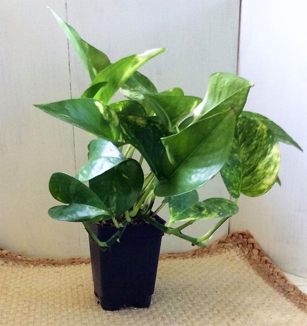 Golden Pothos Air Cleansing Plants fountainof30