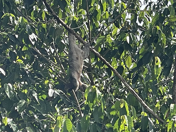 sloth in arenal costa rica fountainof30