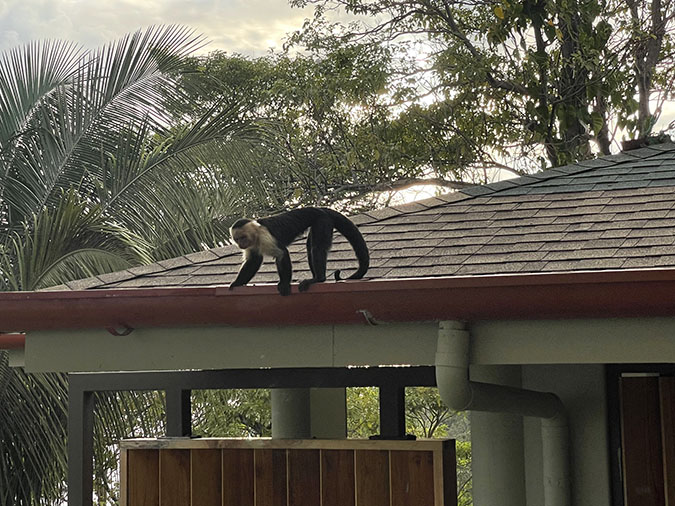 monkey Manuel Antonio costa rica travel fountainof30