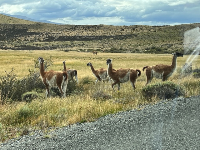 Patagonia llamas fountainof30