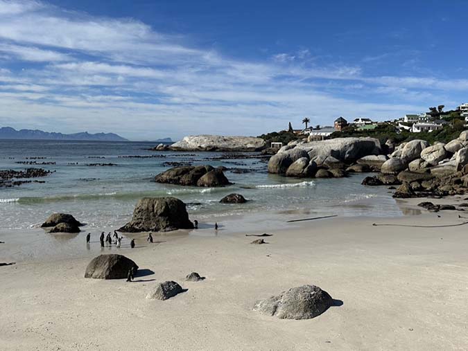 Boulders Beach penguins cape town fountainof30