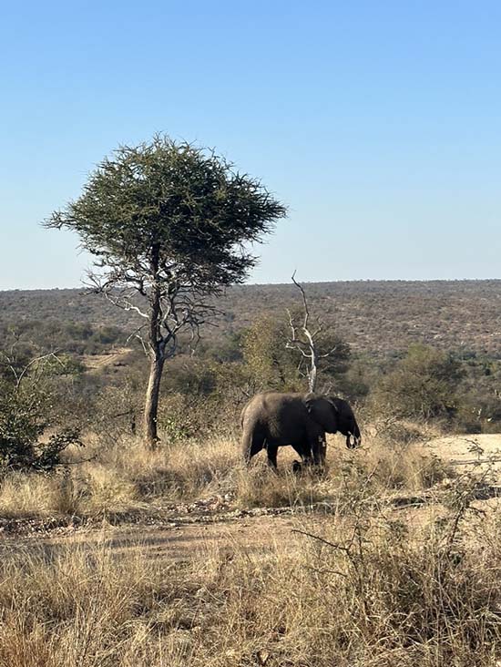 travel Driving into Kruger south african safari camp fountainof30