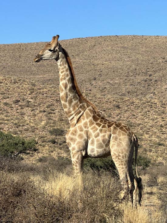 giraffe african safari kalahari