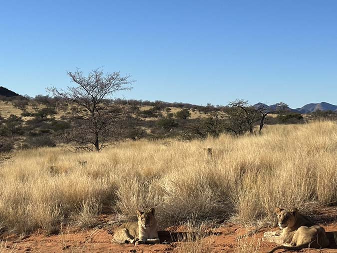 Lioness council in the Kalahari