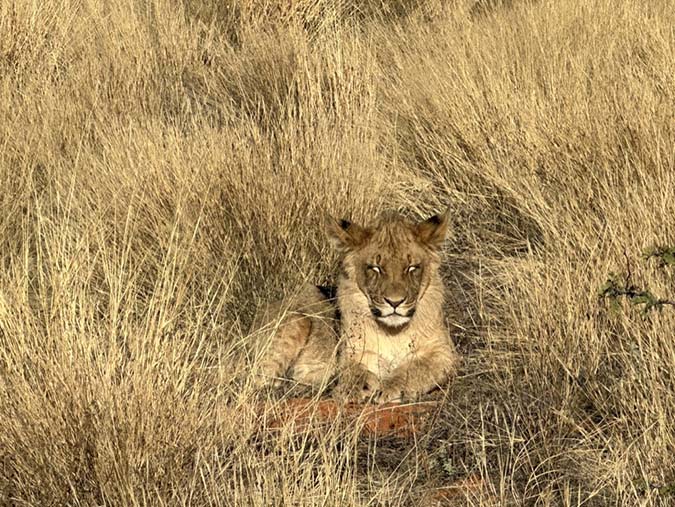 lioness in Kalaharii