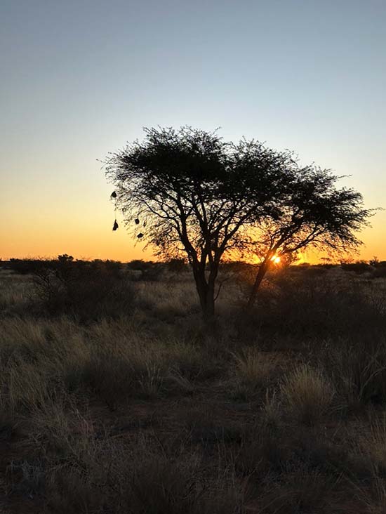 Sunsetrl in the Kalahari