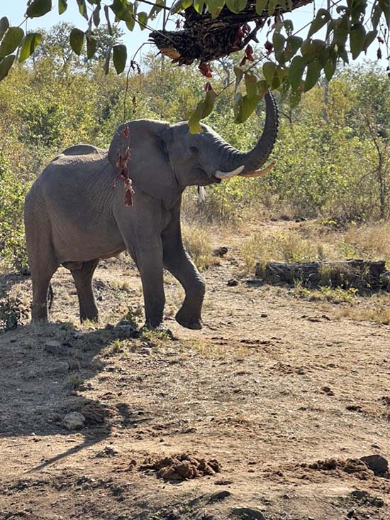Elephant in Mopani south african safari