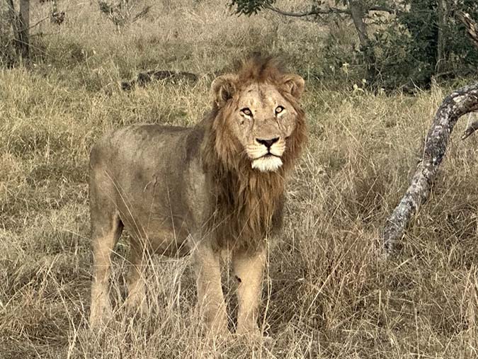 Sabi Sands - lion