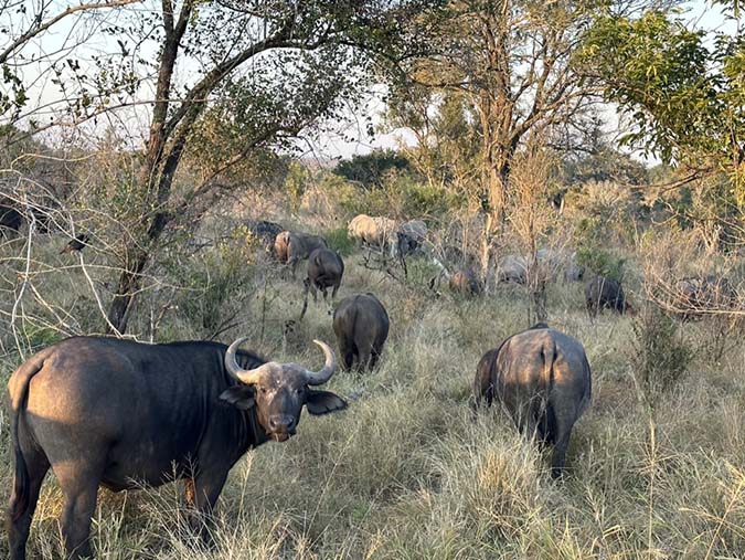 Buffalo in Sabi Sands south african safari fountainof30