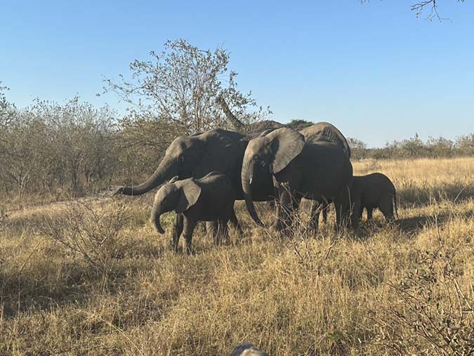 Elephant family in Sabi Sands african safari fountainof30