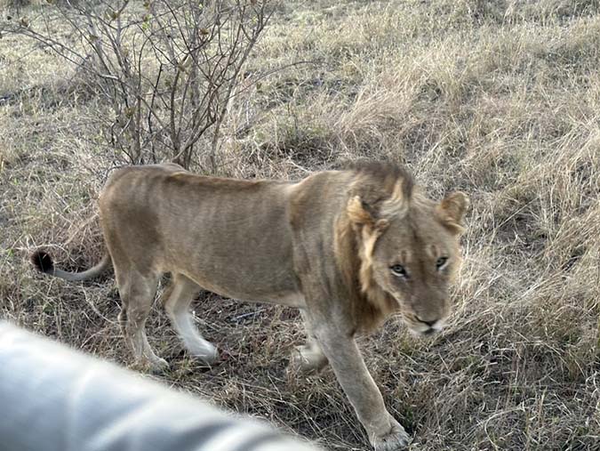 lion by our jeep