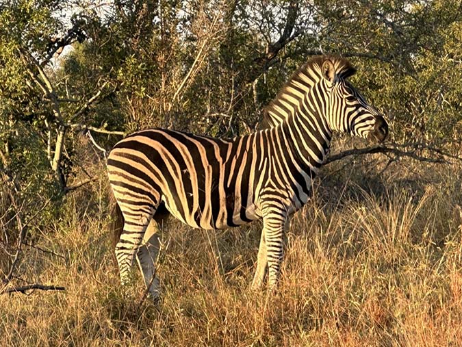 zebra south african safari