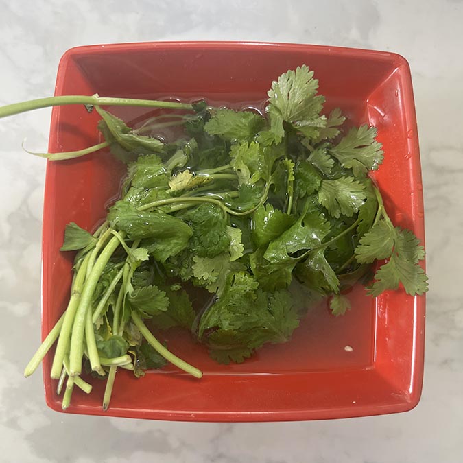 cilantro soaking in water in orange dish fountainof30