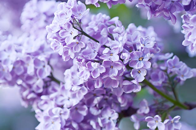 lilac flowers