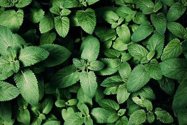 mint leaves green color 