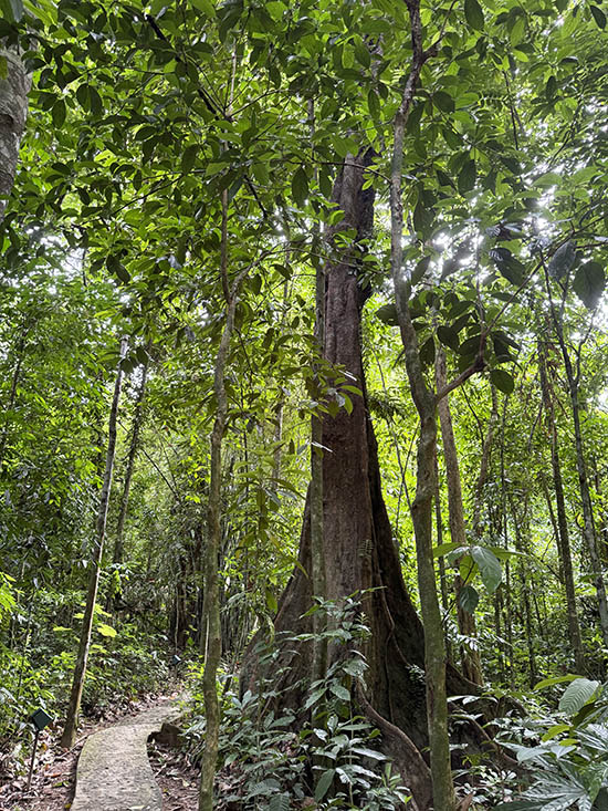 Khao Sok jungle