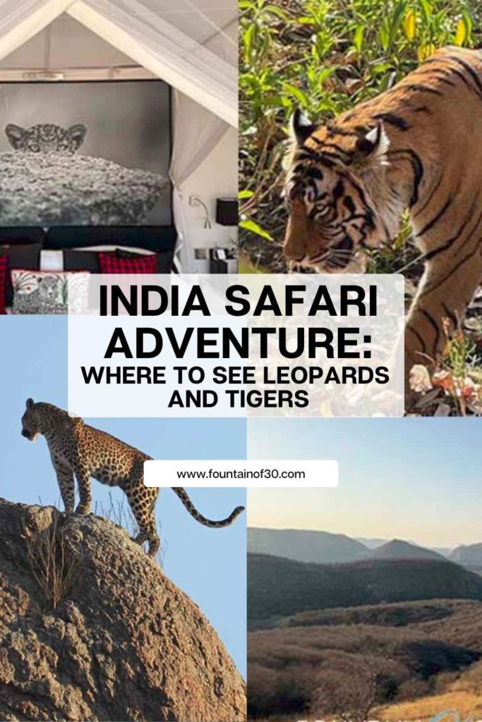 India safari adventure: where to see leopard and tigers in the wild fountainof30