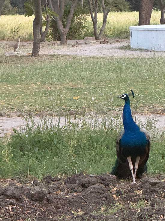 Peacocks on the ground at Shahpura Bagh fountainof30