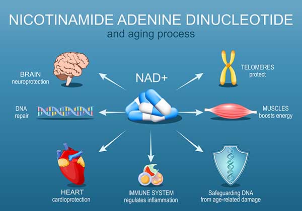 What NAD+ Does for Your Body